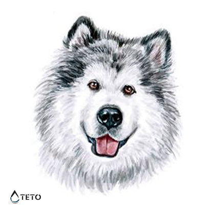 Sibirischer Husky - TETO Temporäre Tattoos